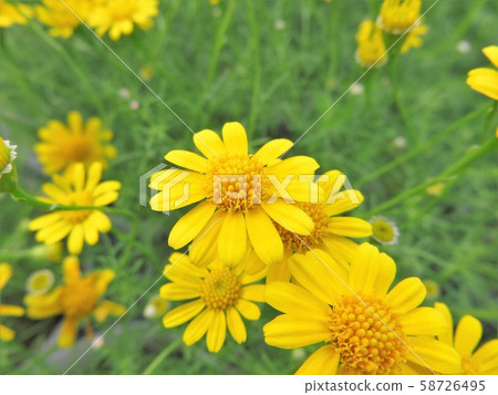 Darberg Daisy Darberg Daisy 58726495