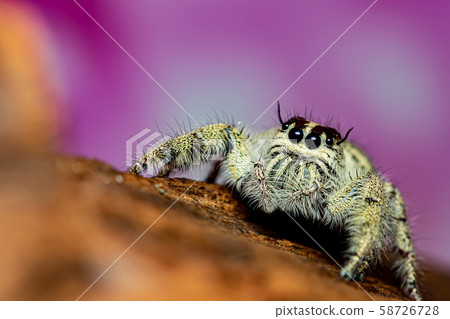 Close up Platycryptus undatus jumping spider. Close up Platycryptus undatus jumping spider. 58726728