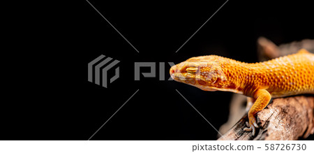 leopard gecko on the wood in the forest, isolated leopard gecko on the wood in the forest, isolated 58726730