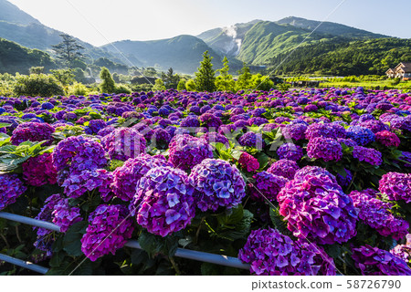 Hydrangea flowers are blooming in Yangmingshan. 58726790