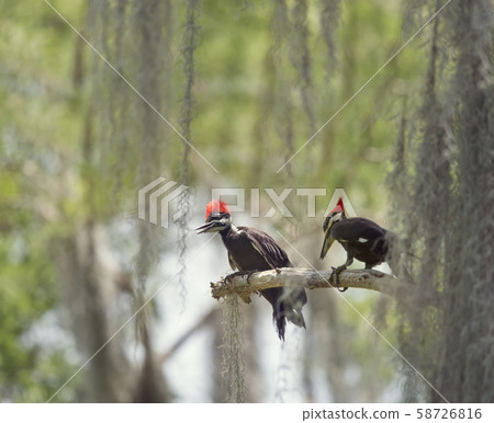 Two young Pileated Woodpeckers on a branch 58726816