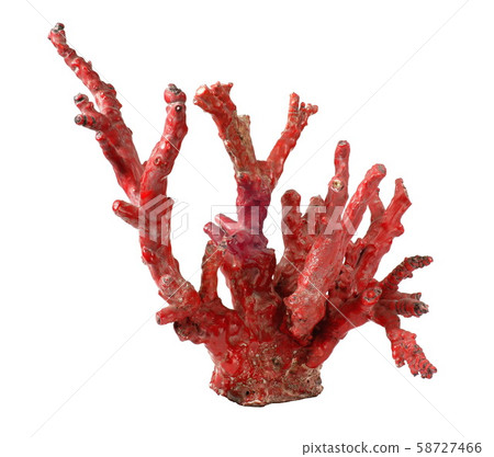 Red coral isolated on white background Red coral isolated on white background 58727466