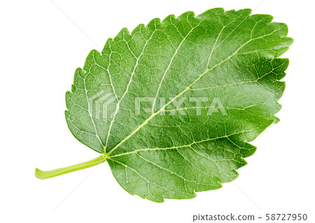mulberry leaf clipping path 58727950