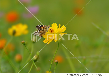 Cosmos Cosmos 58728266