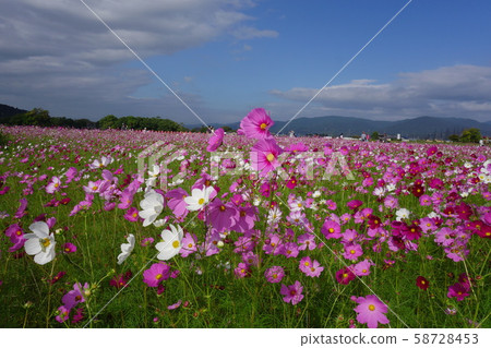 Cosmos field Cosmos field 58728453