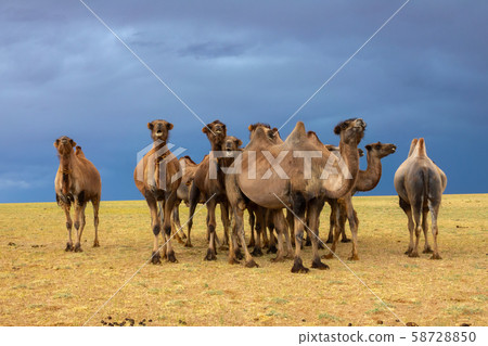 Group camels in steppe and storm sky Group camels in steppe and storm sky 58728850
