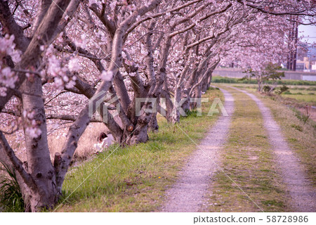 A girl standing alone under a riverside row of cherry trees 58728986