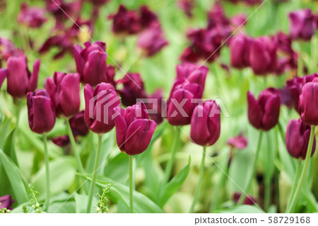 Tulip flower with green leaf. 58729168