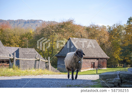 Sheep herd in summer meadow 58730255