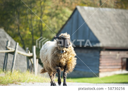 Sheep herd in summer meadow 58730256
