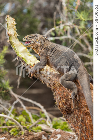 Galapagos Land Iguana by eating plant on North Seymour Island Galapagos Islands Galapagos Land Iguana by eating plant on North Seymour Island Galapagos Islands 58730653