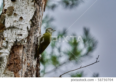 Bird - Grey-faced Woodpecker ( Picus canus ) Bird - Grey-faced Woodpecker ( Picus canus ) 58730704