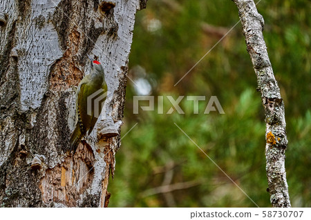 Bird - Grey-faced Woodpecker ( Picus canus ) 58730707