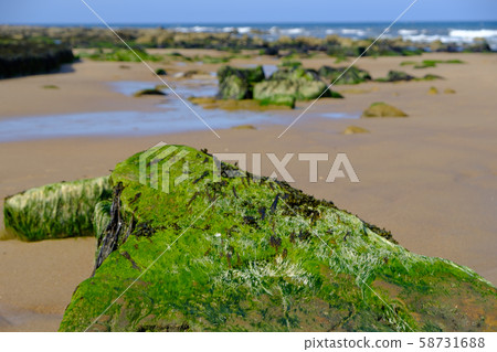 Sand and rocks at Short Sands beach with seaweed off Edward's Bay in Tynemouth, United Kingdom Sand and rocks at Short Sands beach with seaweed off Edward's Bay in Tynemouth, United Kingdom 58731688