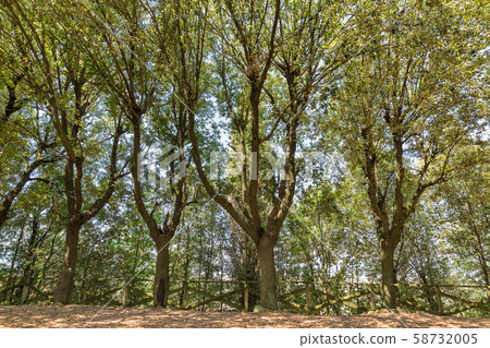 Montopoli castle hill park. Tuscany, Italy. Montopoli castle hill park. Tuscany, Italy. 58732005