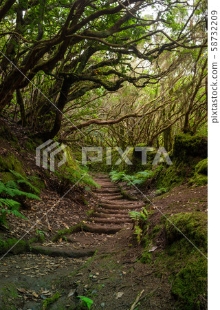 The path of the enchanted forest, tenerife island The path of the enchanted forest, tenerife island 58732209