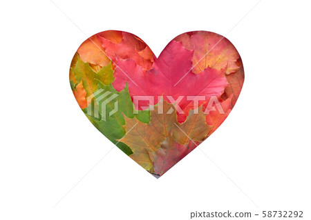 leaves are heart shaped on white background leaves are heart shaped on white background 58732292