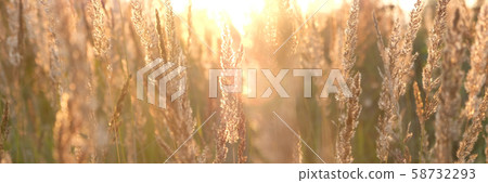 Ears of grass close-up in the sun. Natural Ears of grass close-up in the sun. Natural 58732293