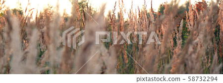 Close up of fresh thick grass with water drops Close up of fresh thick grass with water drops 58732294