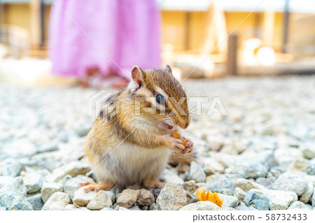 花栗鼠飛ida山野花自然公園[岐阜縣] 58732433