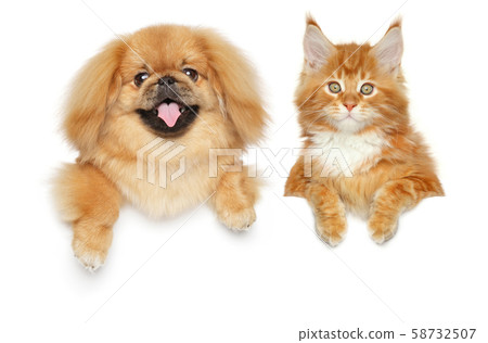 Cat and dog together above banner 58732507
