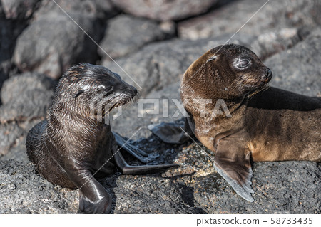 Galapagos animals - Baby Galapagos Sea lions pups Galapagos animals - Baby Galapagos Sea lions pups 58733435