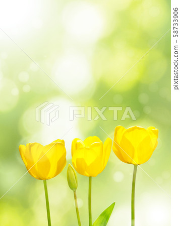 Three yellow tulips on the blurred green 58733906