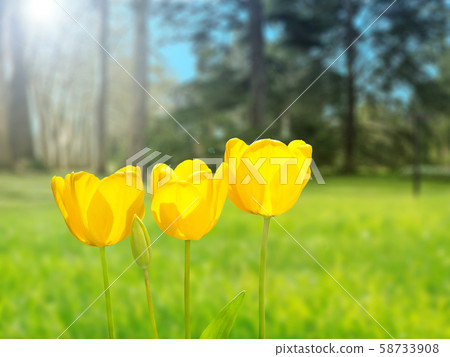Yellow tulips on the blurred garden background 58733908