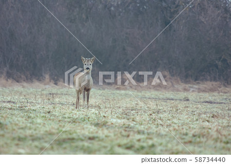 Cute roe deer on the field in autumn time in 58734440