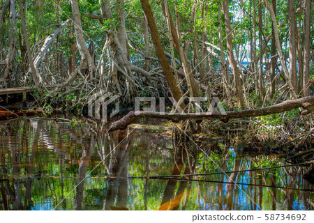 Celestun Nature Reserve Celestun Nature Reserve 58734692