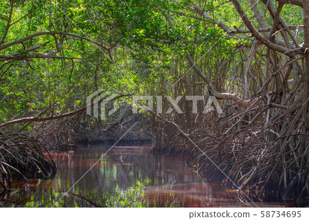 Celestun Nature Reserve Celestun Nature Reserve 58734695