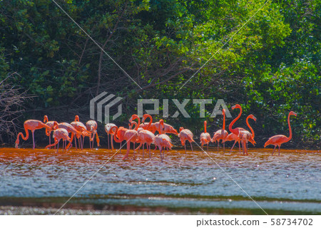 Celestun Nature Reserve 58734702