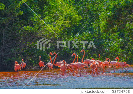 Celestun Nature Reserve Celestun Nature Reserve 58734708