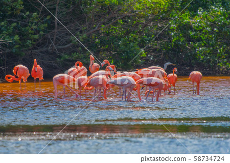 Celestun Nature Reserve Celestun Nature Reserve 58734724