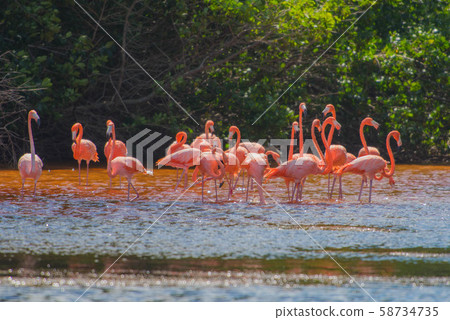 Celestun Nature Reserve Celestun Nature Reserve 58734735