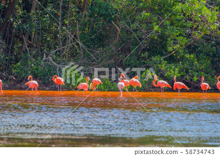 Celestun Nature Reserve Celestun Nature Reserve 58734743
