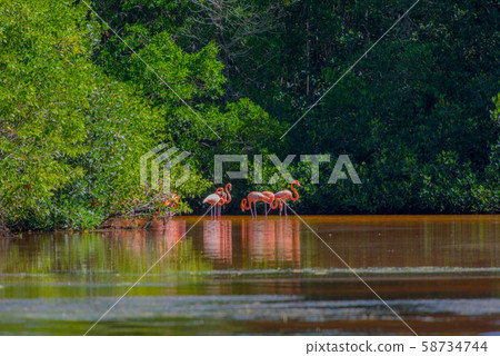 塞萊斯頓自然保護區 58734744