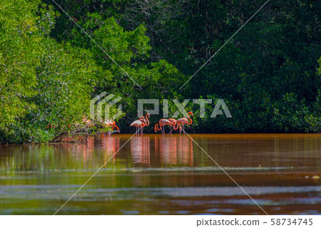 Celestun Nature Reserve Celestun Nature Reserve 58734745