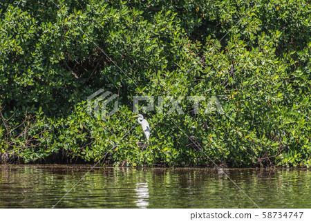 Celestun Nature Reserve Celestun Nature Reserve 58734747