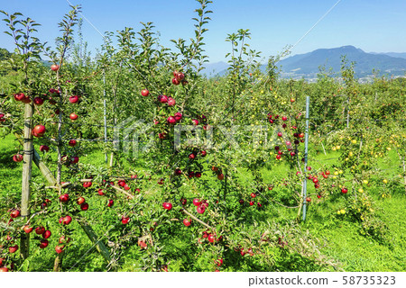 Apple Garden and Mt. Tanigawa Apple Garden and Mt. Tanigawa 58735323
