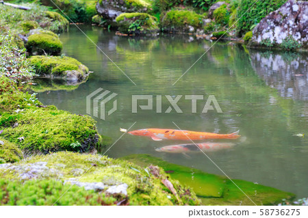 Japanese garden Japanese garden 58736275