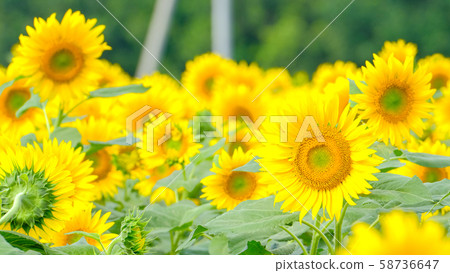 Sunflower (Akeno Sunflower Field) 58736647