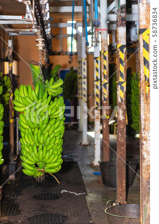 Bunches of banana hanging in Banana packaging plant. Food industry. Bunches of banana hanging in Banana packaging plant. Food industry. 58736834