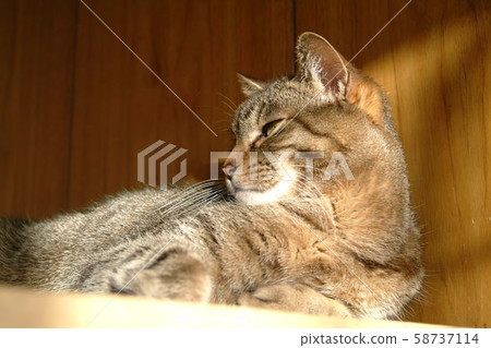 Pheasant cat (side profile) 58737114