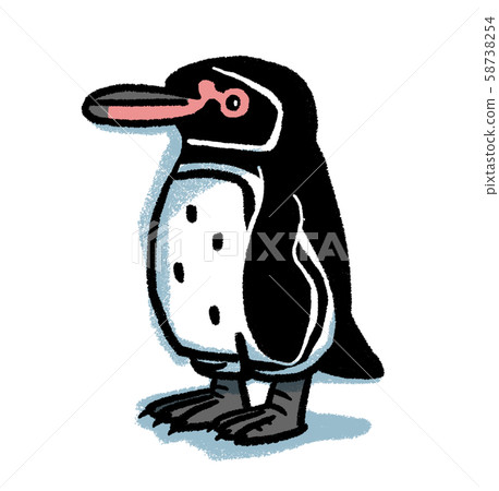 Galapagos Penguin - Stock Illustration [58738254] - Pixta