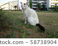 Cat 58738904