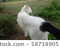 Cat 58738905