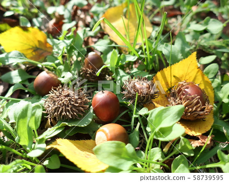 Small autumn acorns and fallen leaves Small autumn acorns and fallen leaves 58739595