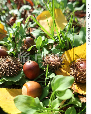 Small autumn acorns and fallen leaves Small autumn acorns and fallen leaves 58739596