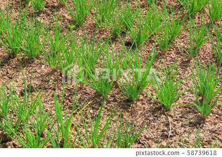 Field Field 58739618